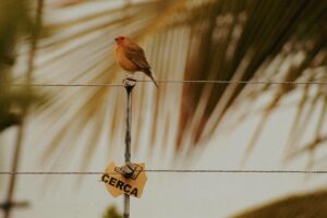 A small bird peacefully perches on a wire fence in Goiânia, Brazil, amidst nature.